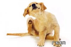 喵星人：金毛狗狗得耳螨会有什么特性，怎么治疗金毛狗狗的耳螨