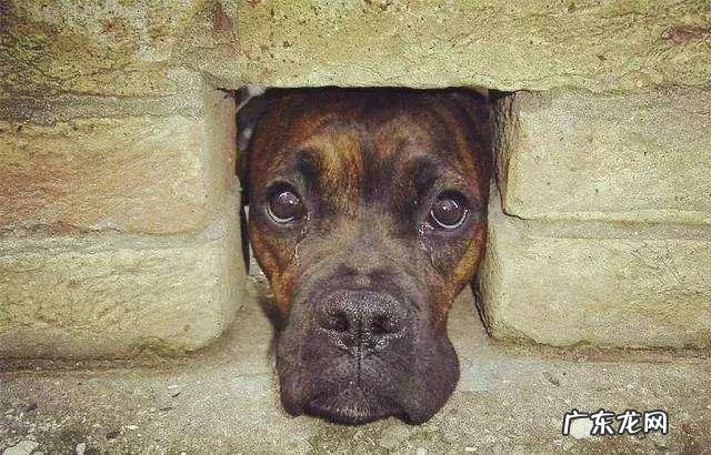 为什么小狗临终前要躲人？原因有五个，看到最后令人落泪