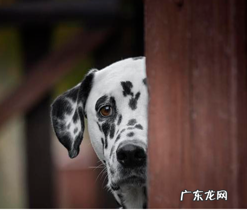 为什么小狗临终前要躲人？原因有五个，看到最后令人落泪