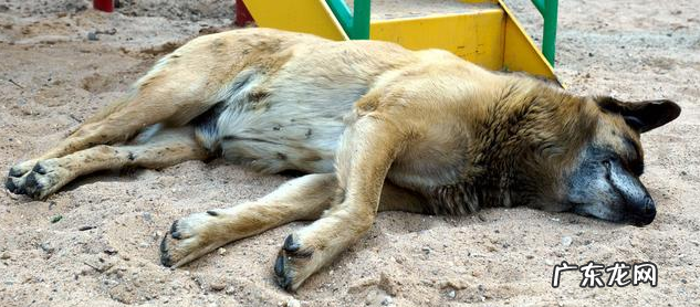 为什么小狗临终前要躲人？原因有五个，看到最后令人落泪