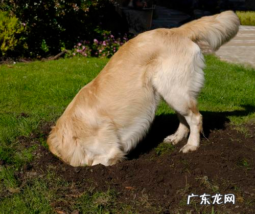 为什么小狗临终前要躲人？原因有五个，看到最后令人落泪