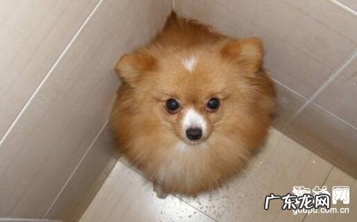 狗狗打喷嚏的缘故及治疗方法【父母迫不得已看】