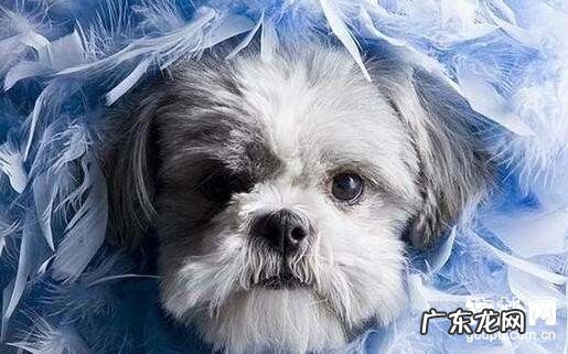 狗狗打喷嚏的缘故及治疗方法【父母迫不得已看】