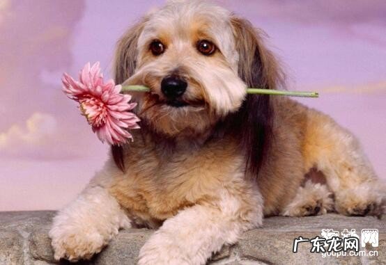 小狗嘴为何那么臭？