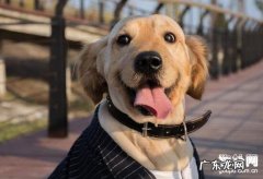 小狗嘴为何那么臭？