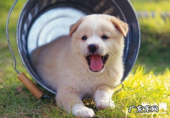 小狗嘴为何那么臭？