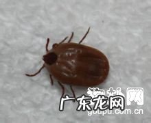 合理改进狗蜱虫的方式