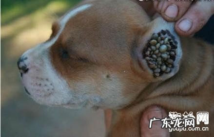 合理改进狗蜱虫的方式