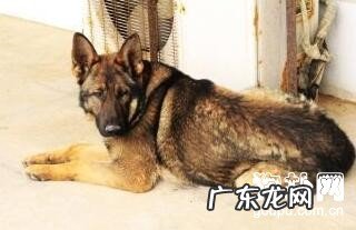 【狗狗感冒缘故】狗狗感冒的病症及其防止方式？