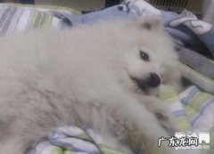 狗狗感冒有什么症状，狗狗感冒该怎么办？