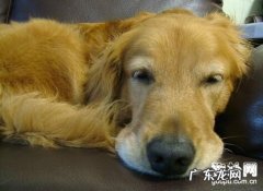 狗狗呕吐持续该怎么办