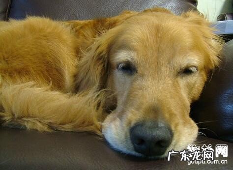 狗狗呕吐持续该怎么办