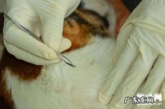 小狗的身上长虱子、虱子应该怎么办？