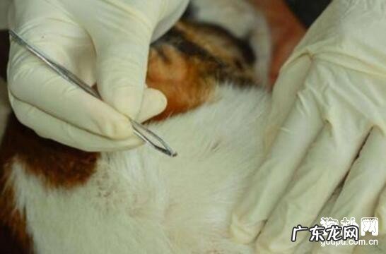 小狗的身上长虱子、虱子应该怎么办?