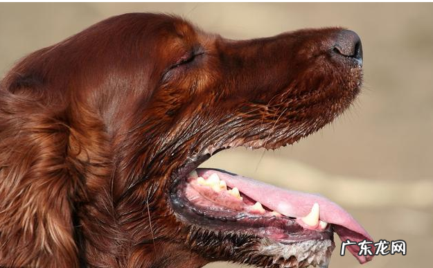 出现这类病症,说明小狗有“狂犬病毒”!主人要当心了