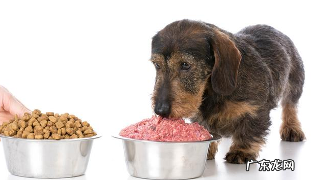 出现这类病症,说明小狗有“狂犬病毒”!主人要当心了