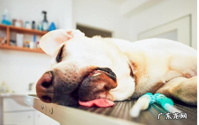 出现这类病症,说明小狗有“狂犬病毒”!主人要当心了