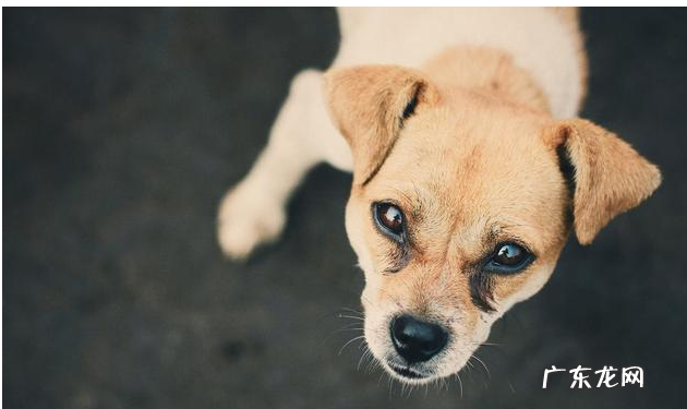 出现这类病症,说明小狗有“狂犬病毒”!主人要当心了