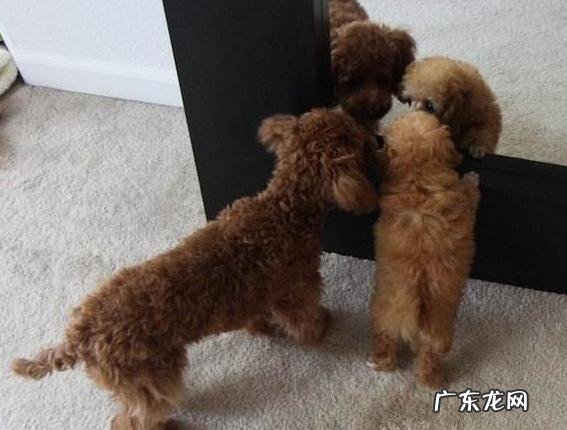 倘若大家泰迪犬经常做这5件事，可以称作“智障狗”了！