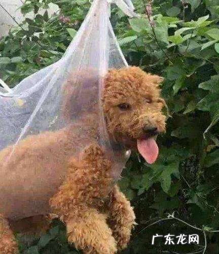 倘若大家泰迪犬经常做这5件事，可以称作“智障狗”了！