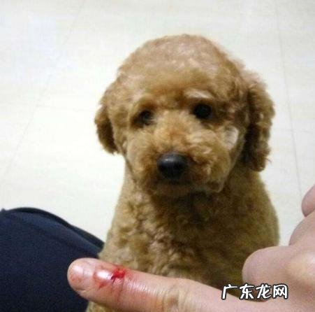 倘若大家泰迪犬经常做这5件事，可以称作“智障狗”了！