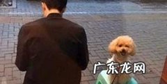 倘若大家泰迪犬经常做这5件事，可以称作“智障狗”了！