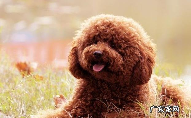 倘若大家泰迪犬经常做这5件事，可以称作“智障狗”了！