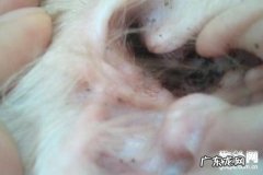 小狗沾染耳螨怎么办啊？狗狗耳螨的治疗方法