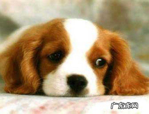 如何观查小狗的人体是不是身心健康?要是留意这7点!