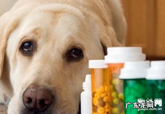 小狗身患皮癣该怎么办?小狗皮癣服药应当怎么选择?