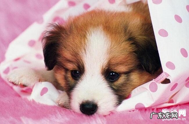 狗狗肠胃炎吃什么中药?狗狗翻肠子的症状表现