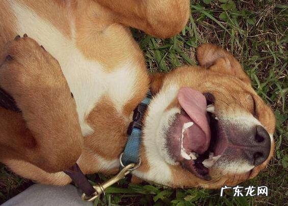 造成狗狗吐“黄白沫”的原因,以及解决方法