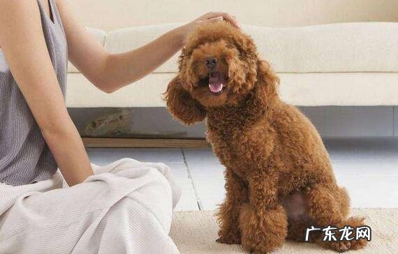 造成狗狗吐“黄白沫”的原因,以及解决方法