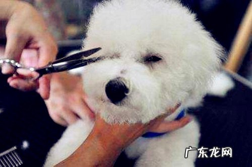 冬天里给比熊剃掉毛发烧感冒,刮毛后比熊发烧感冒怎样治