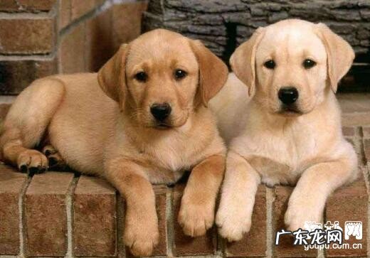 怎样给小狗测体温?