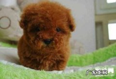 怎样给小狗测体温？