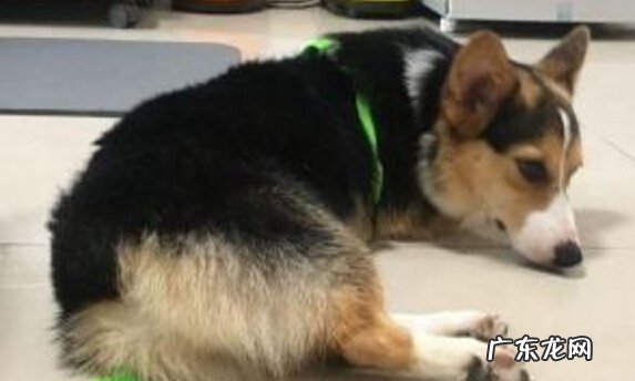 小狗泪水增加该怎么办