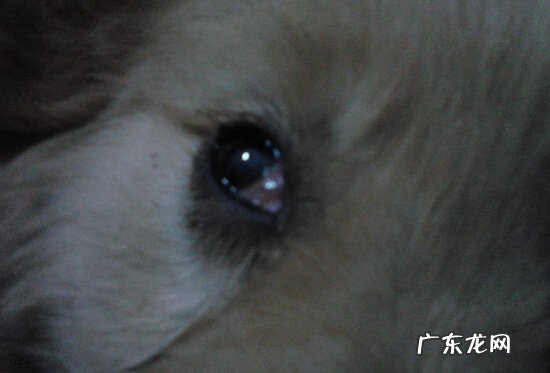 小狗泪水增加该怎么办