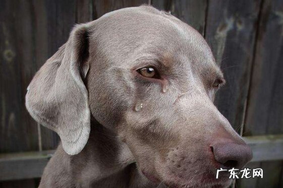 小狗泪水增加该怎么办