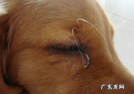 狗狗有眼屎该怎么办