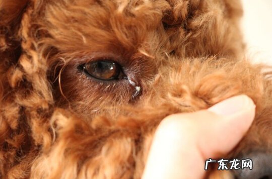 狗狗有眼屎该怎么办