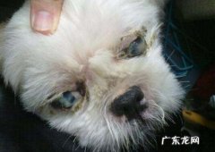 小狗双眼有脓状