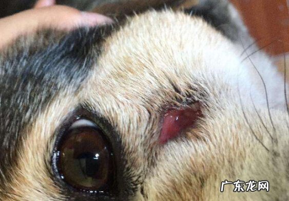 小狗双眼有脓状