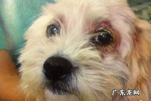 小狗双眼有脓状