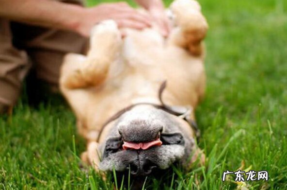 小狗一直挠咬