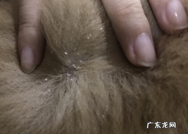 小狗白屑该怎么办