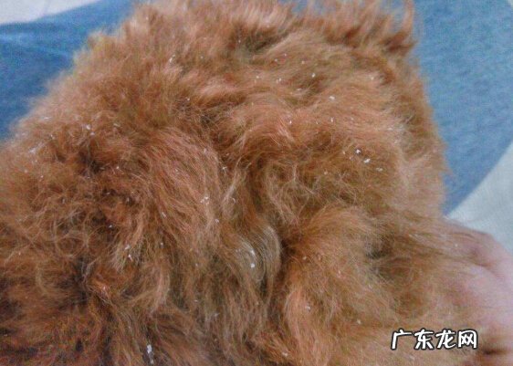 小狗白屑该怎么办