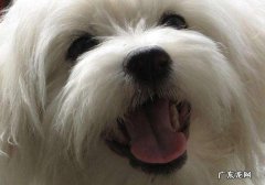 小狗得了癌病都有哪些预兆呢？父母一定要保证早发现早医治~