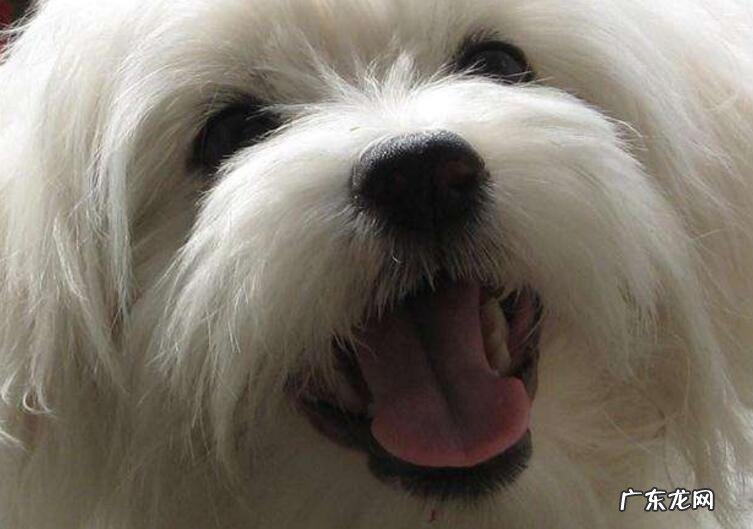 小狗得了癌病都有哪些预兆呢?父母一定要保证早发现早医治~