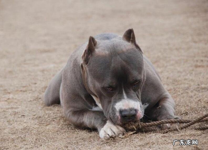 小狗得了癌病都有哪些预兆呢?父母一定要保证早发现早医治~